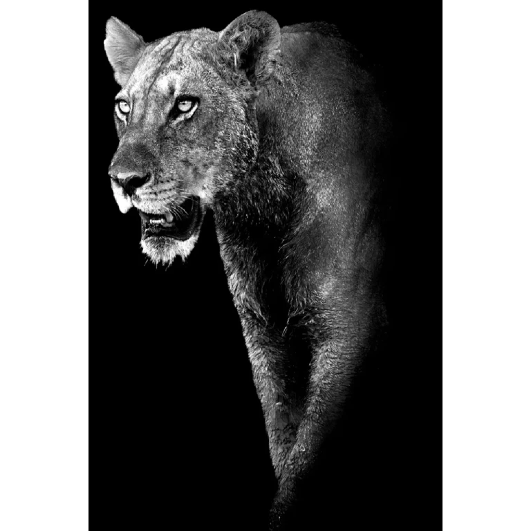 Black Plexiglass Animal Artwork | Andrew Martin Lioness Prowess