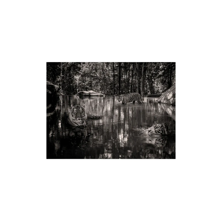 Woman With Tigers Grayscale Artwork | Andrew Martin Lost In Paradise
