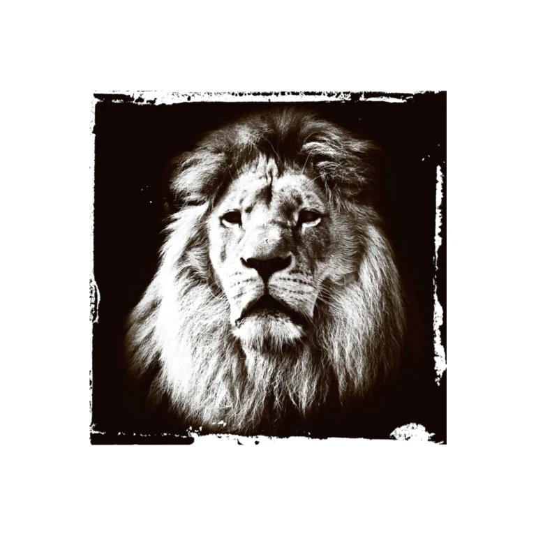 Black and White Animal Art Print | Andrew Martin Lion Gaze