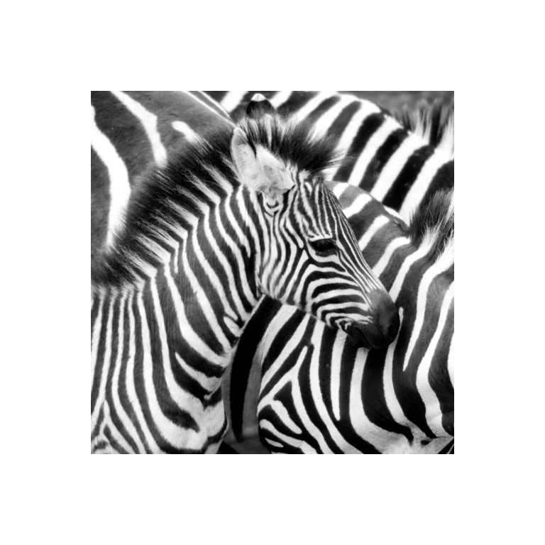 Wild Animal Photographic Artwork | Andrew Martin Zebra
