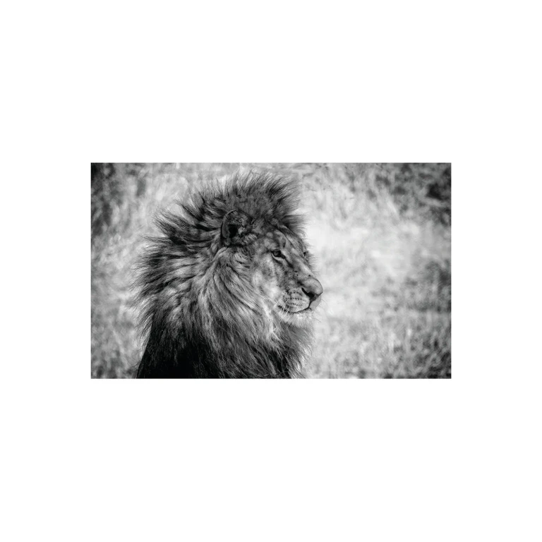 Wild Animal Photographic Artwork | Andrew Martin Lion King