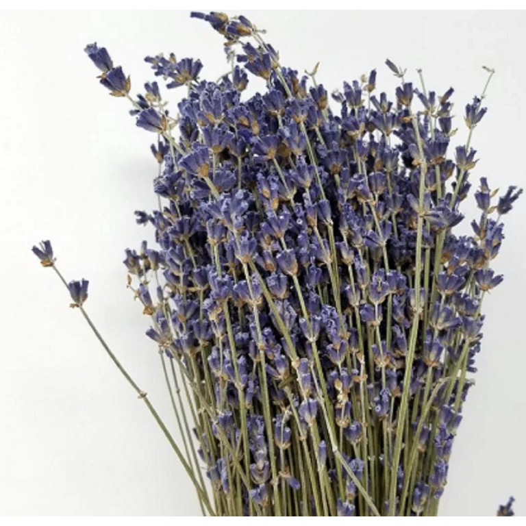 High-Grade French Lavender Flower BUNCH 14" L