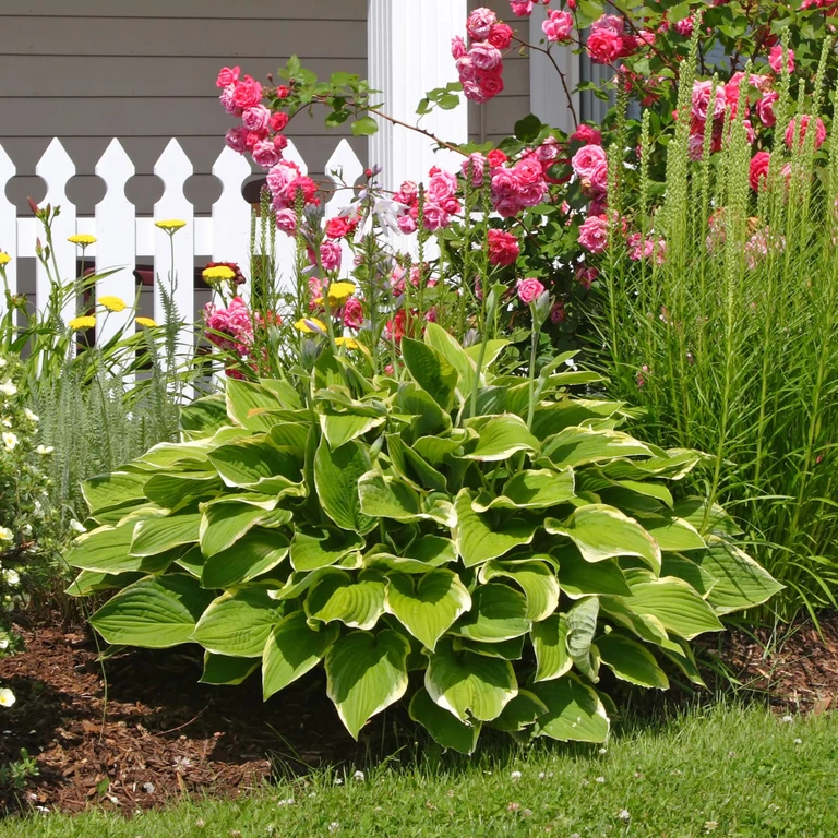 Hardy Heart-Shaped Hosta Plants - 3 Bare Roots - Rich Green Foliage, Low Maintenance, Shade Tolerant Perennials