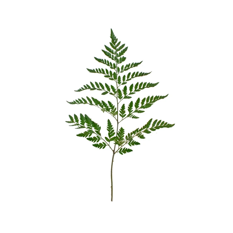 Leather Leaf (10 bunches)