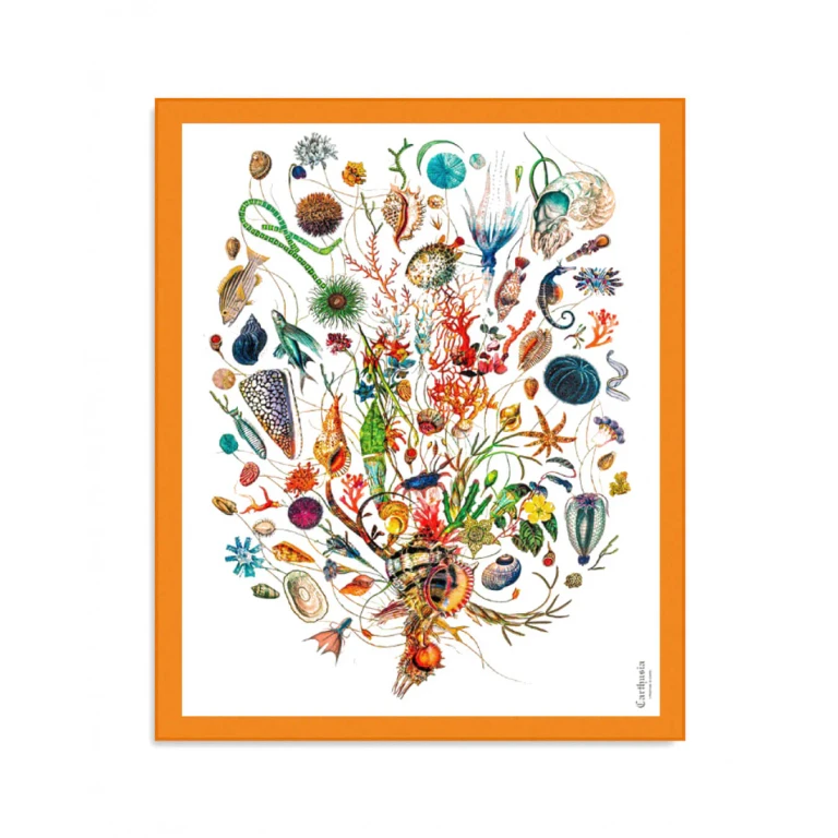 A'mmare Cotton Pareo White Background Orange Border