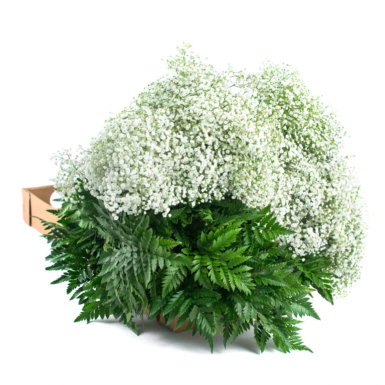 Gypsophila & Leatherleaf (10 bunches)