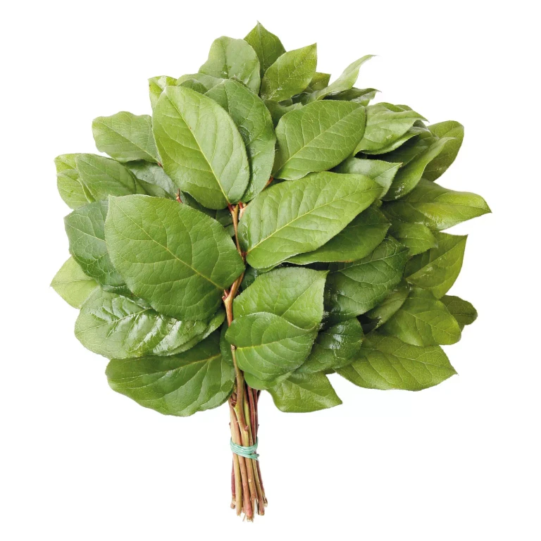 SALAL TIPS 50 50 BUNCHES:- 50 Bunches