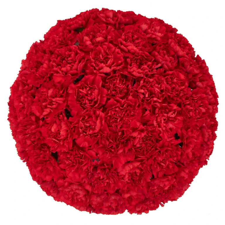 Carnations, Red (50 stems):- Red, 50