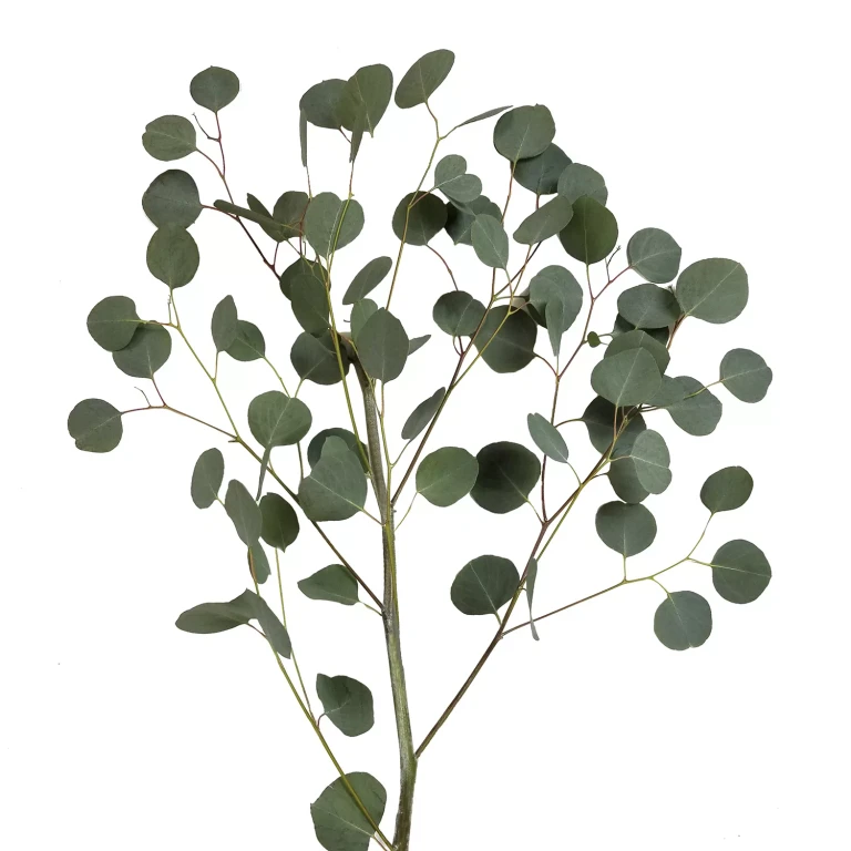 Silver Dollar Eucalyptus (40 stems)