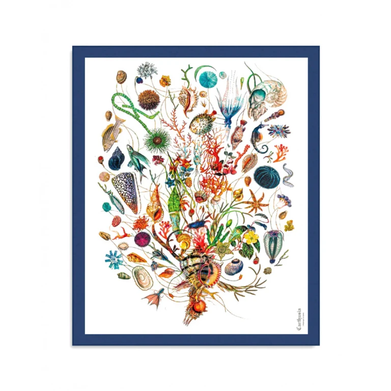 A'mmare Cotton Pareo White Background Blue Border