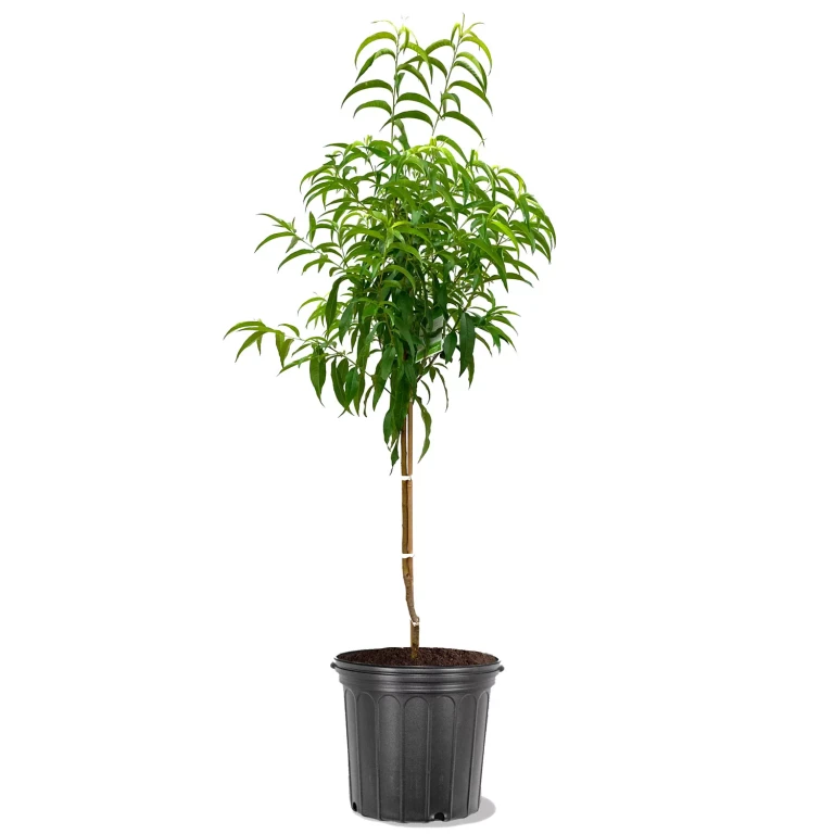 Live 5 Gal. Flordaking Peach Tree in Growers Pot