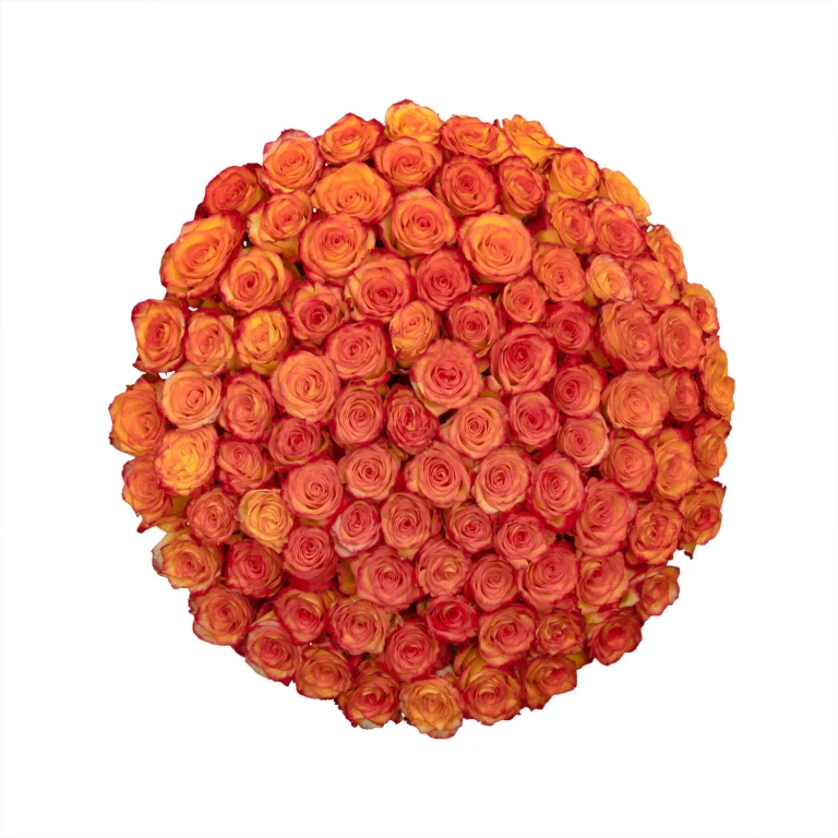 6 cm Ecuadorian Premium Roses - High & Magic (100 stems):- High & Magic - Yellow & Orange Bicolor, 100
