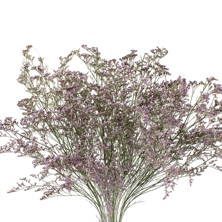 Limonium, 15 bunches (Natural):- Natural