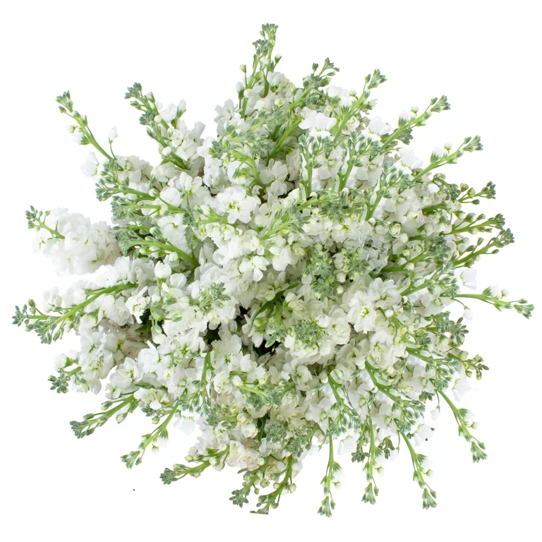 Stock, 100 Stems (White):- White
