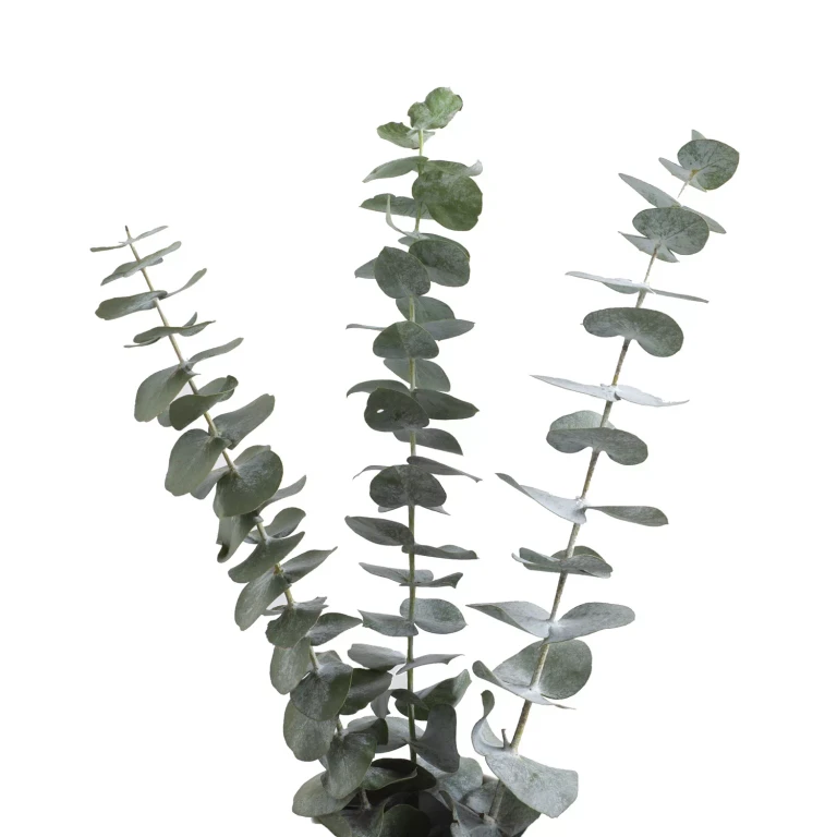 Baby Blue Eucalyptus (200 Stems)