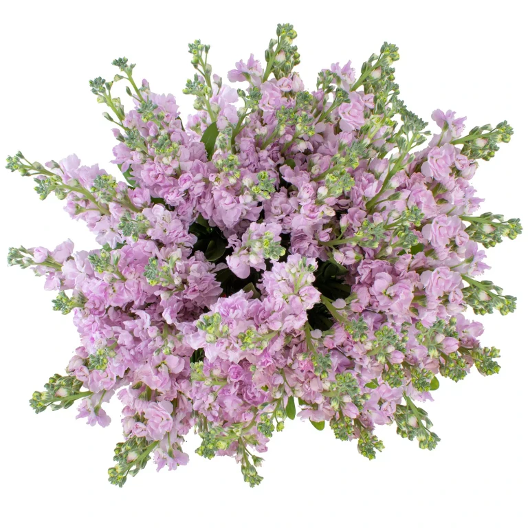 Stock, 100 Stems (Pink):- Pink