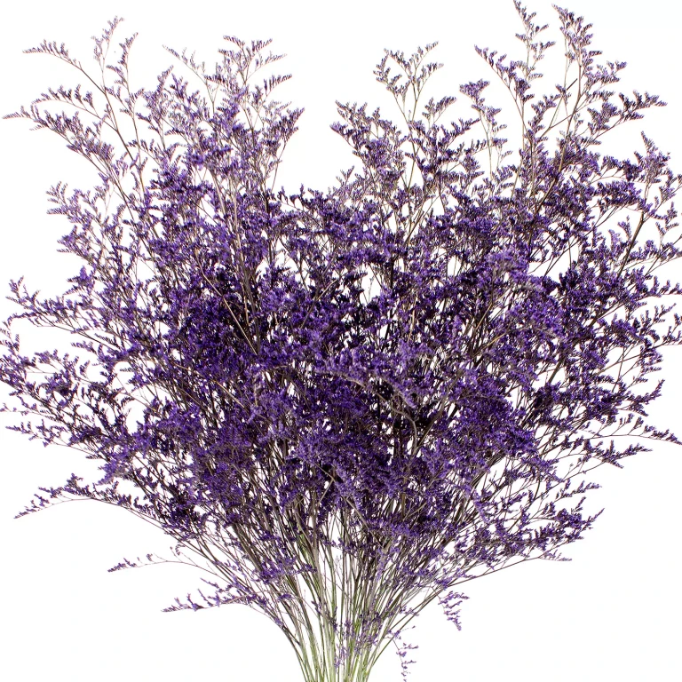 Limonium, 15 bunches (Tinted Purple):- Tinted Purple