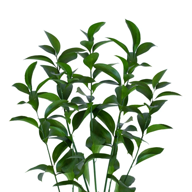 Israeli Ruscus - 200 Stems