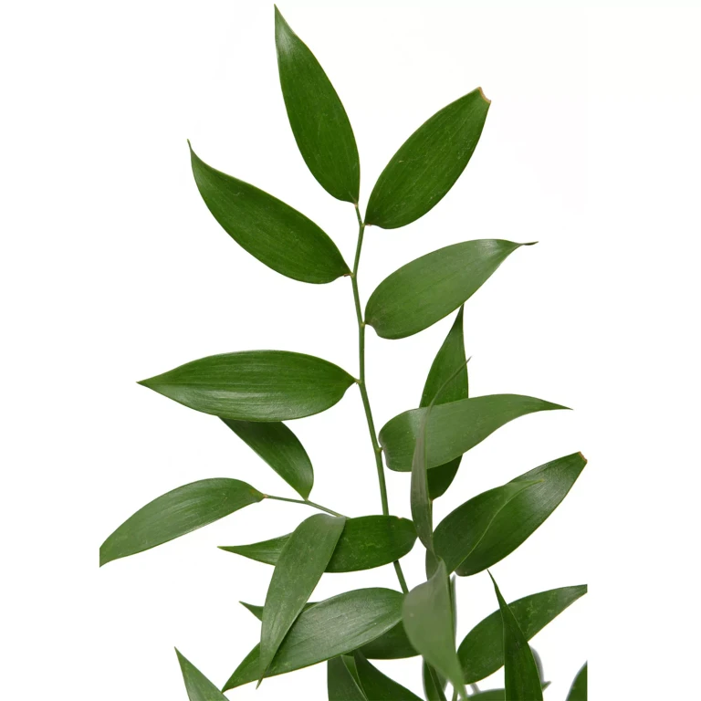 60cm Italian Ruscus (50 Stems):- 50 Stems
