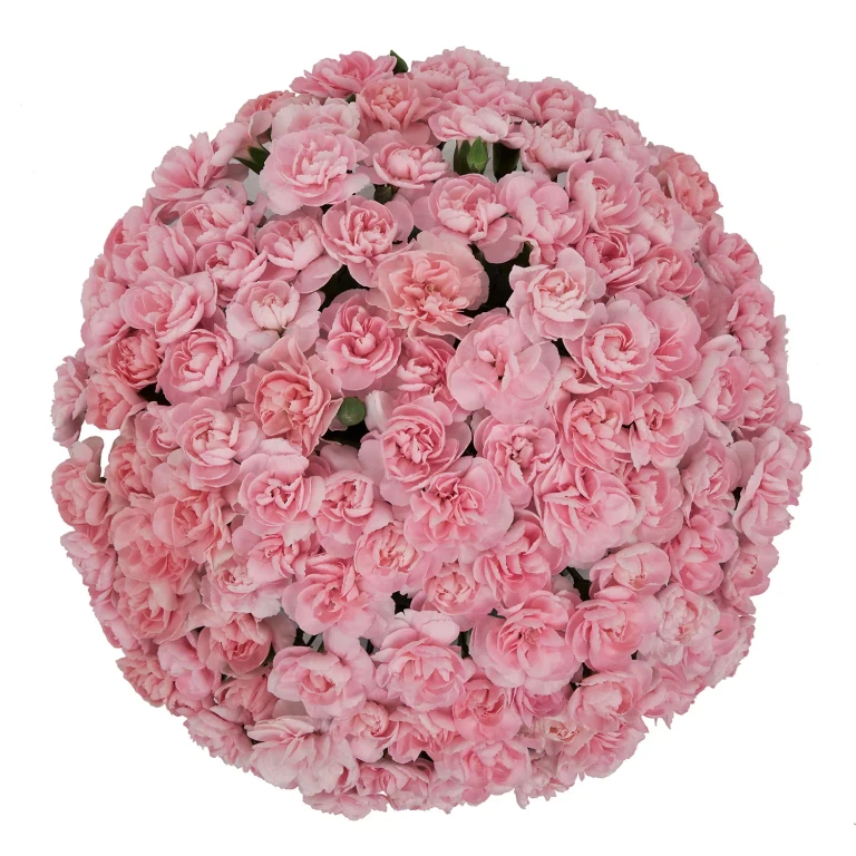Mini Carnations, Pink (50 stems):- Pink, 50 Stems