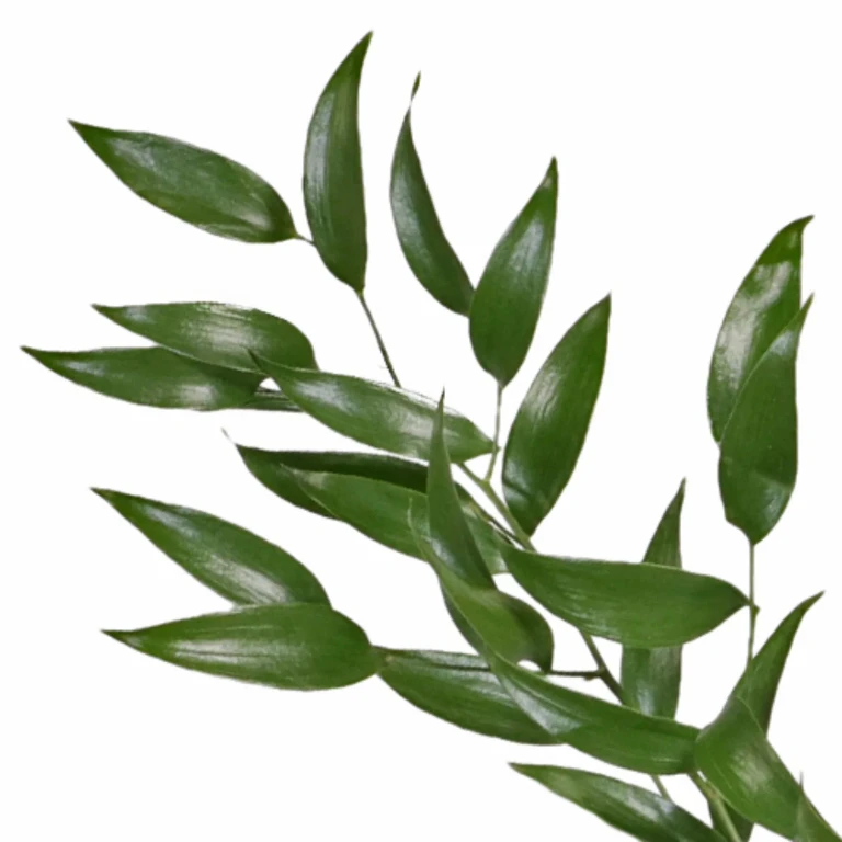 60cm Italian Ruscus (100 Stems):- 100 Stems