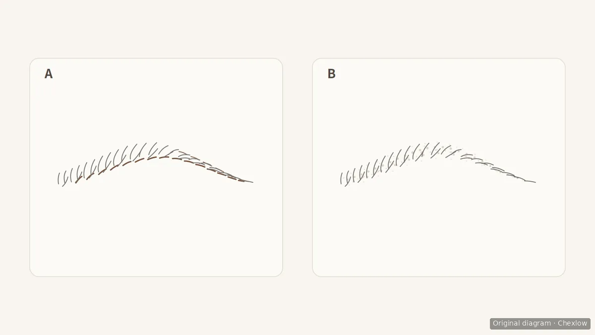 Two schematic brows: A emphasizes the arch and tail with distinct brown strokes; B shows scattered brown shading between the hairs.